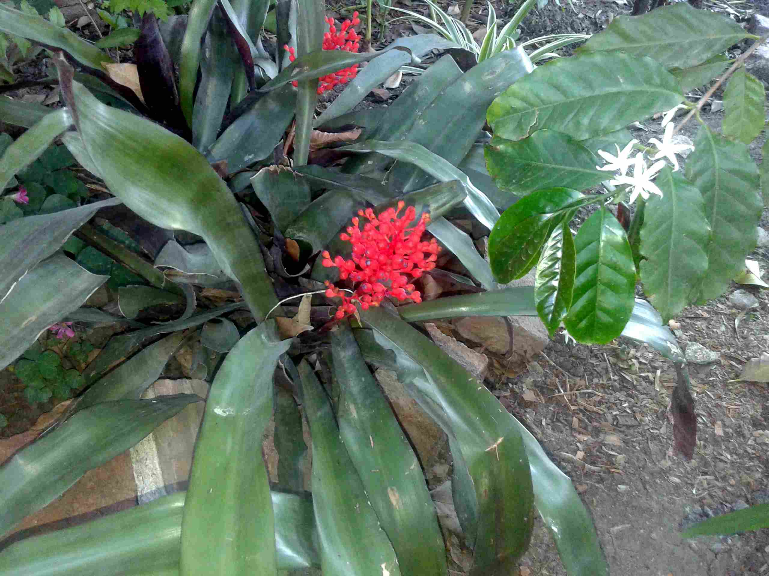 amigos en el jardin VI | Página 165