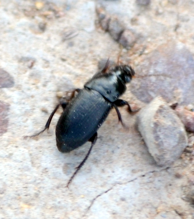Coleópteros 2