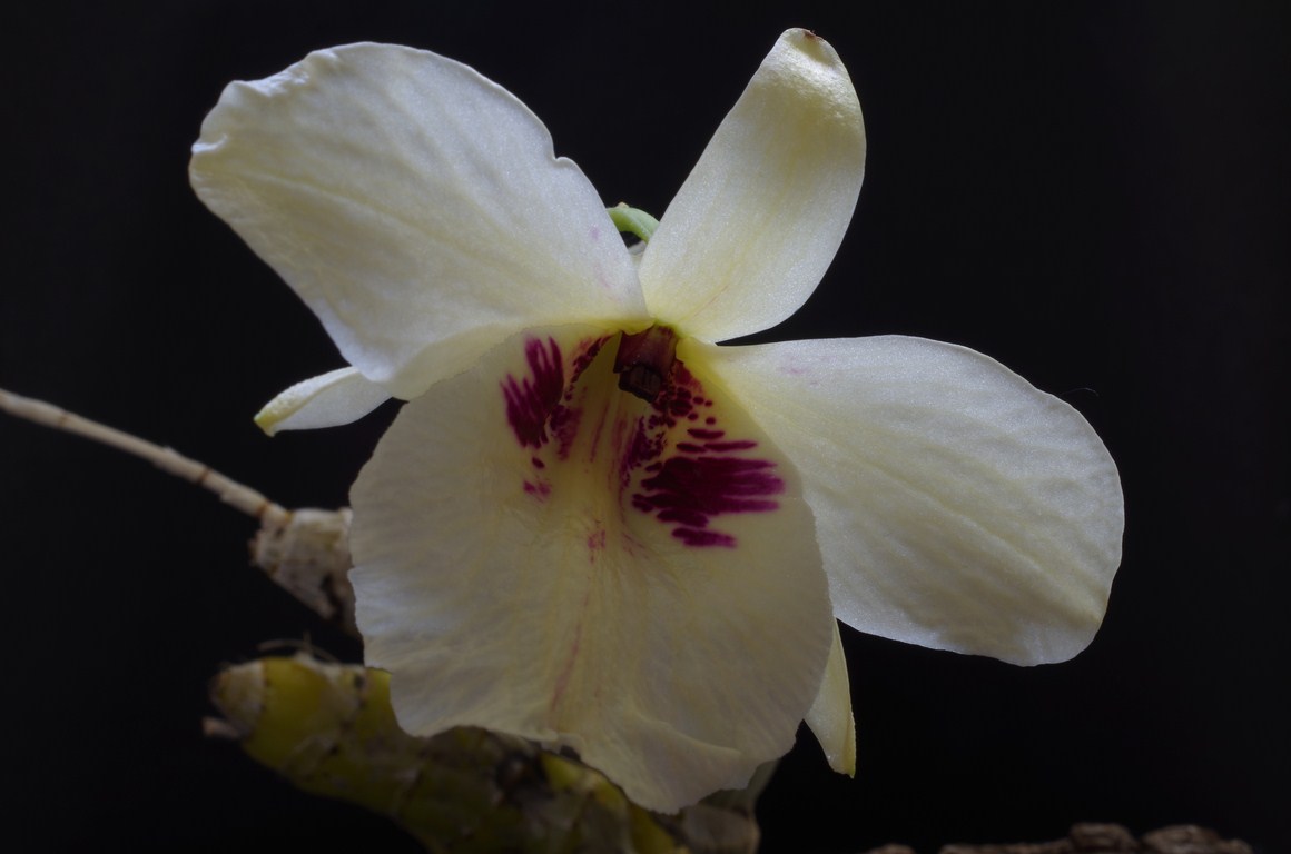 Dendrobium Albosanguineum