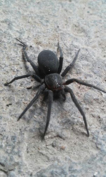 Identificar araña negra
