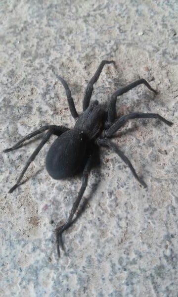 Identificar araña negra