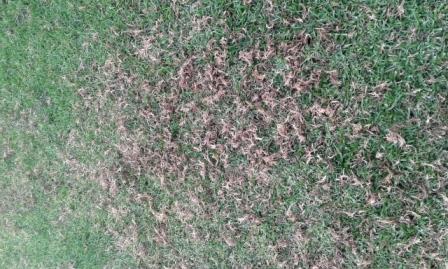 Césped con trozos secos y sueltos