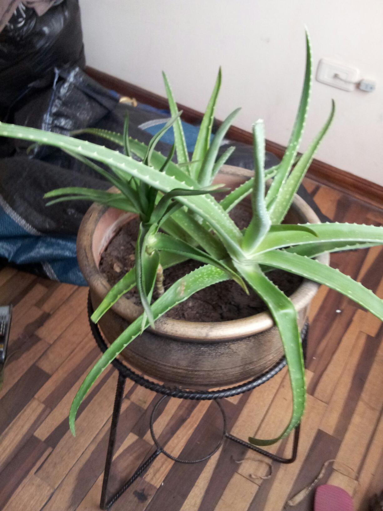 aloe vera y aloe arborescens