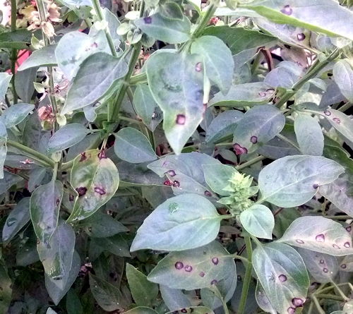 My Image 3