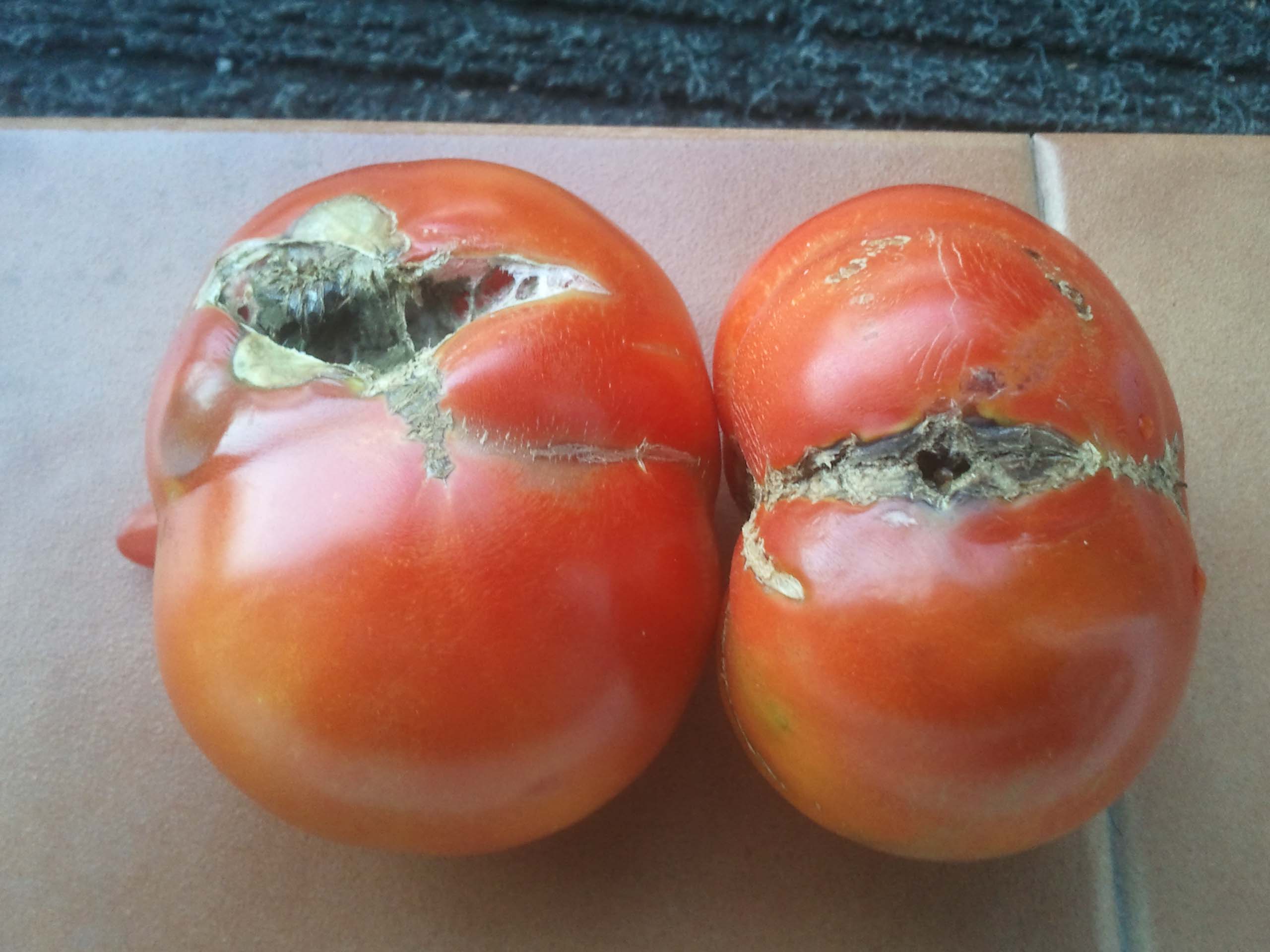 Tomates Podredumbre O Exceso De Riego