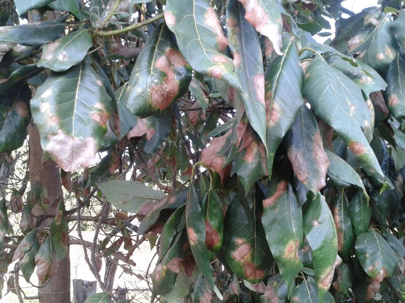 Hojas de mi aguacate con manchas cafés