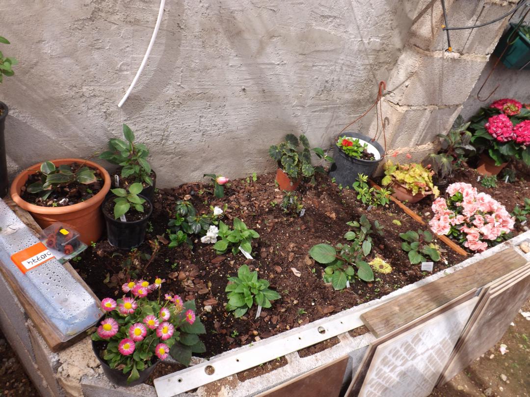 Club de Jardines Especiales | Página 658