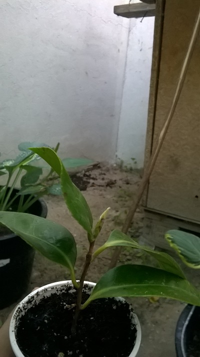 Club de Jardines Especiales | Página 730