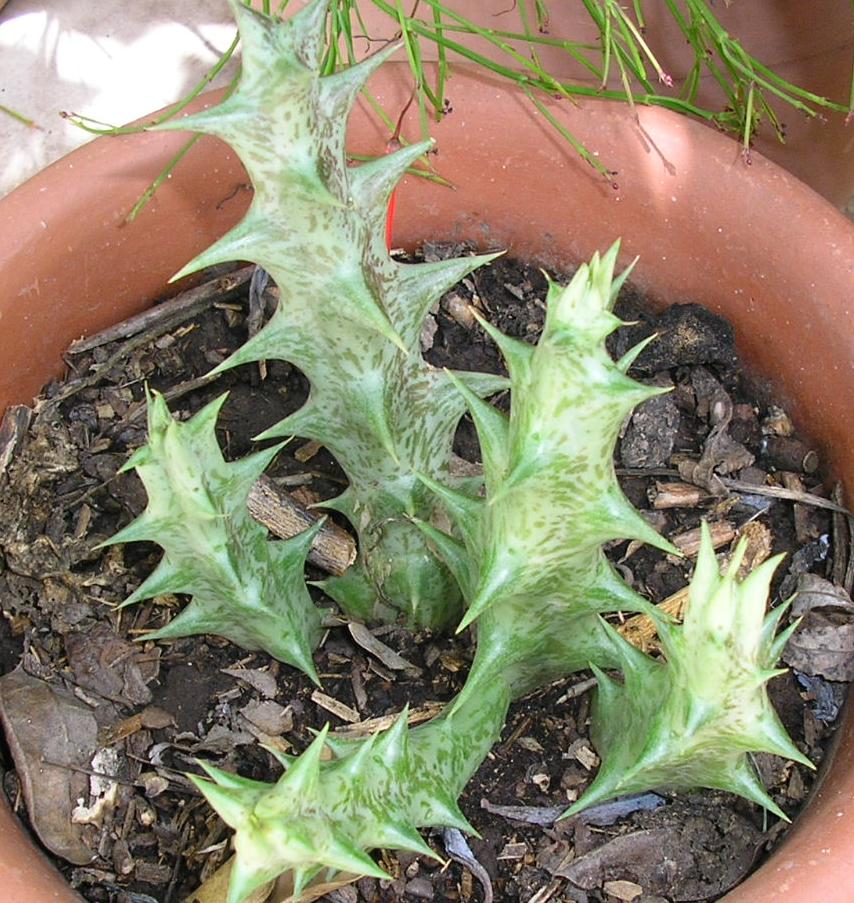 ¿caralluma Hesperidium U Orbea Decaisneanacaralluma Decaisneana