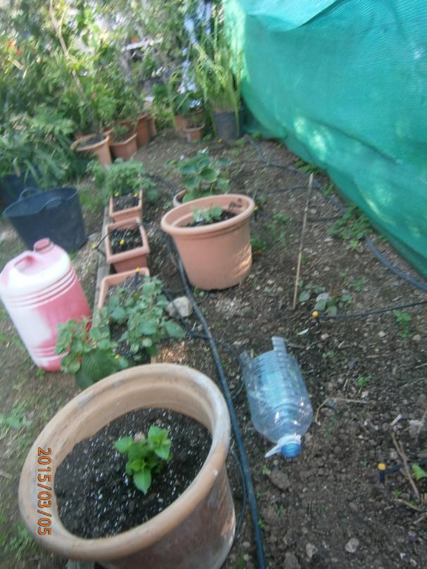 Club de Jardines Especiales | Página 499