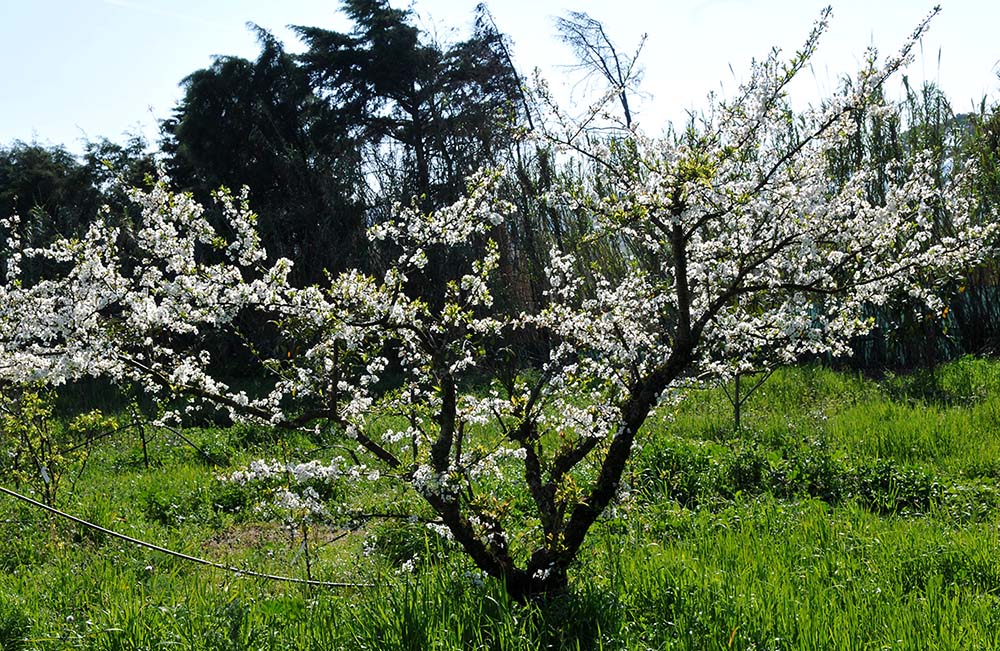 Fotografias De Nuestros Frutales En Flor