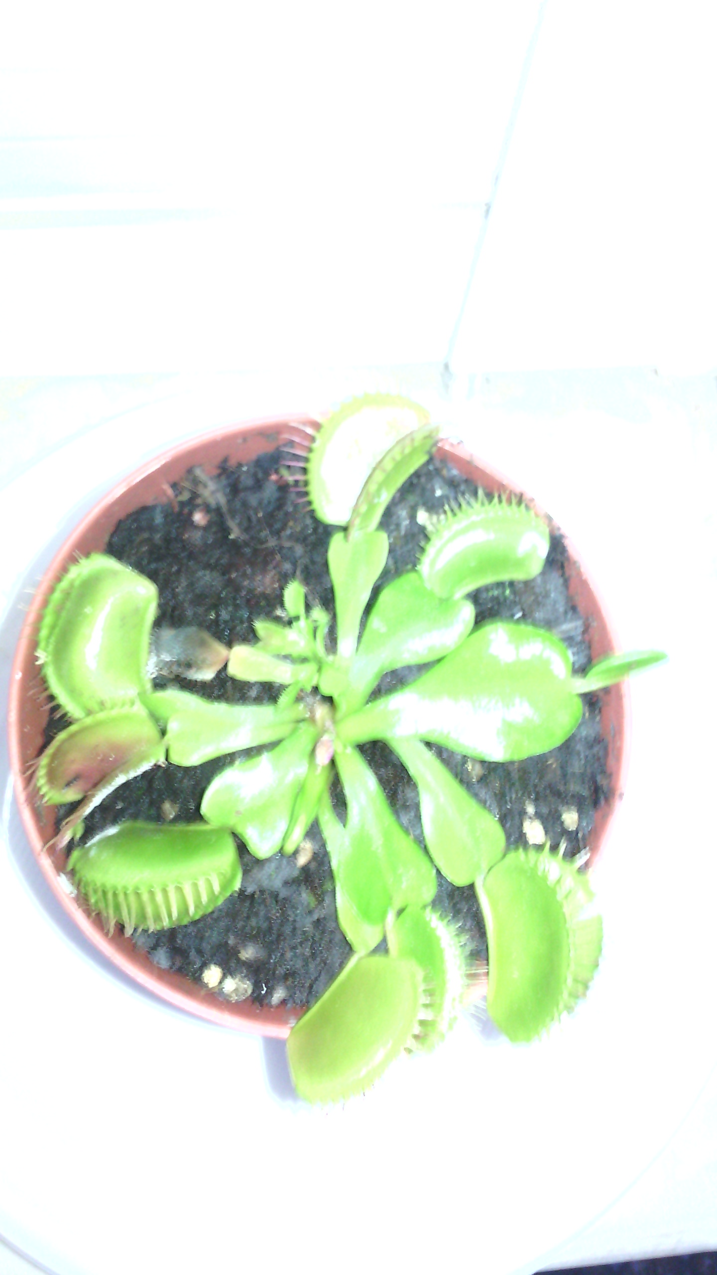 dionaea-p-gina-2