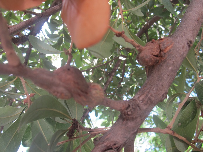 Que plaga ataca a mi encino (Quercus Virginiana)