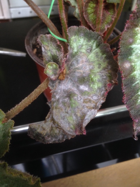 Begonia Rex Escargot - Enferma! ¿Cómo la salvo?