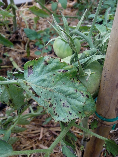 Necesito Identificar Que Enfermedad Tienen Mis Tomates Y Como Curarlos!!