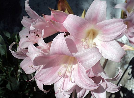 Lirio: ¿cómo reconocer su flor y no confundir con la flor de azucena  (lilium)?