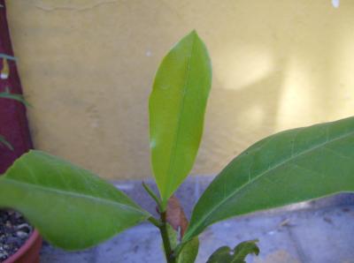 Magnolia grandiflora: plantón con hojas medio secas