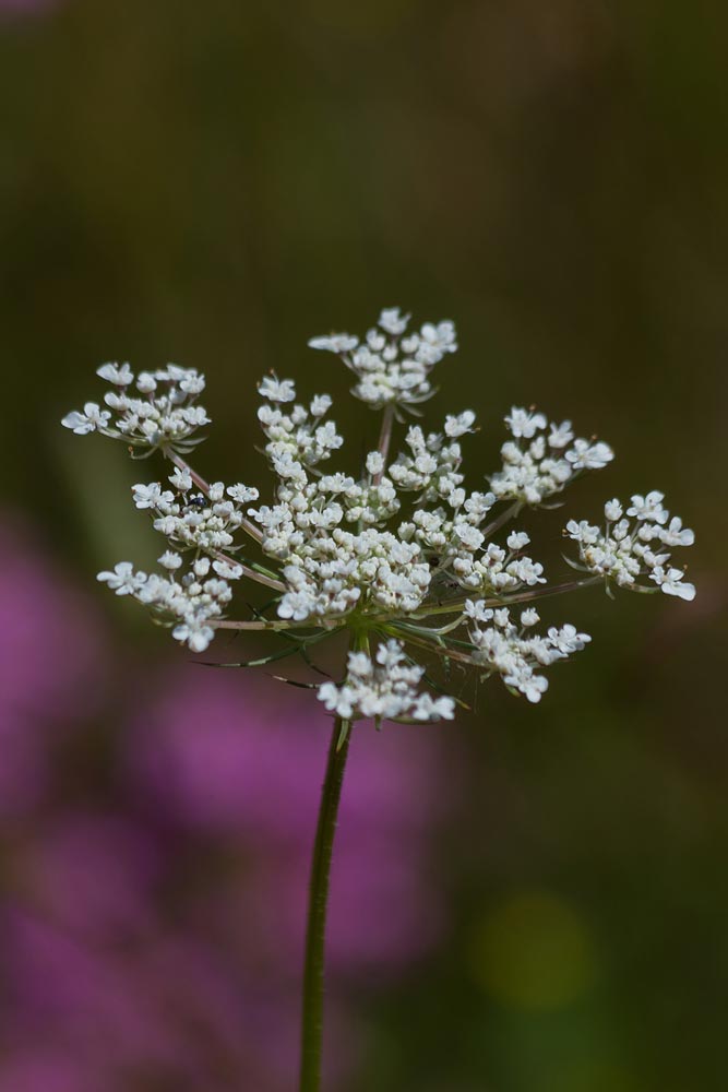 Flor Silvestre Resuelta Daucus Carota