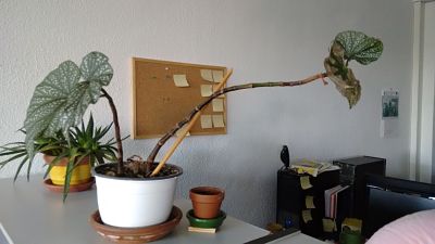 Recuperar Begonia