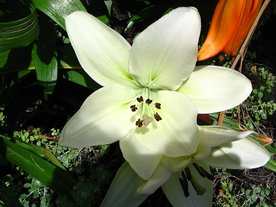 Lilium y azucena: ¿son dos especies diferentes? (Fotos)