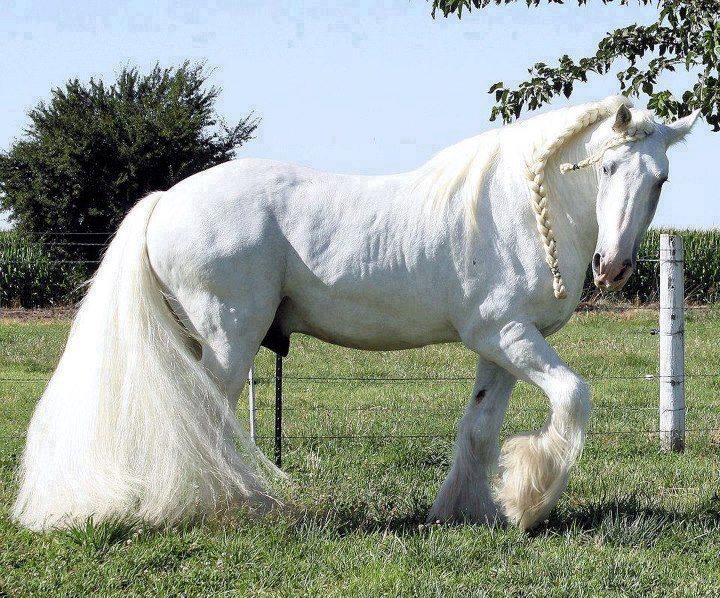 Caballos finos pura sangre blancos - Imagui