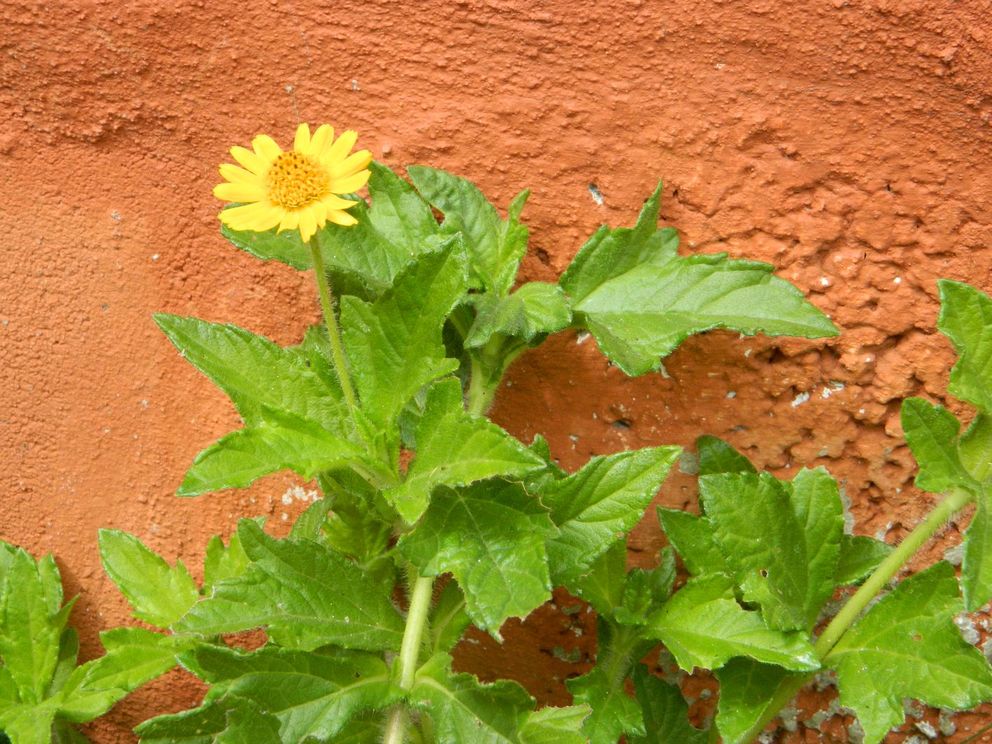 Es La Planta De La Insulina