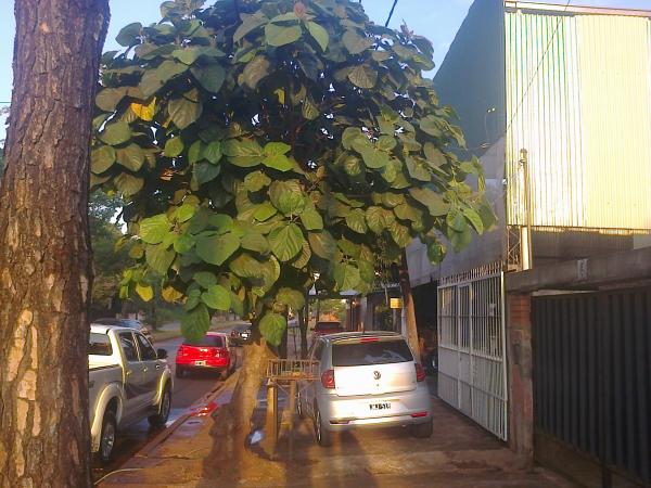 Arbol visto en Misiones