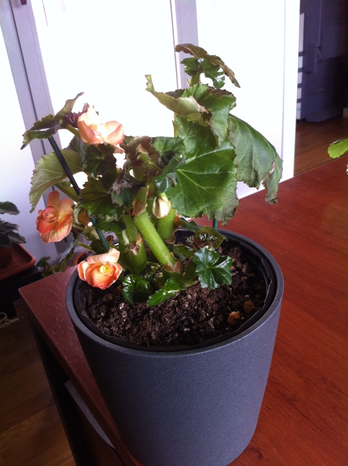 Begonia elatior en mal estado.