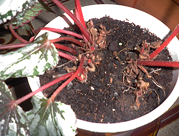 Begonia Rex: Cómo, cuándo y cuánto regar
