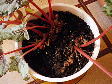 Begonia Rex: Cómo, cuándo y cuánto regar