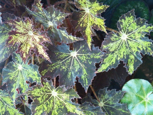 Begonia hojas moradas
