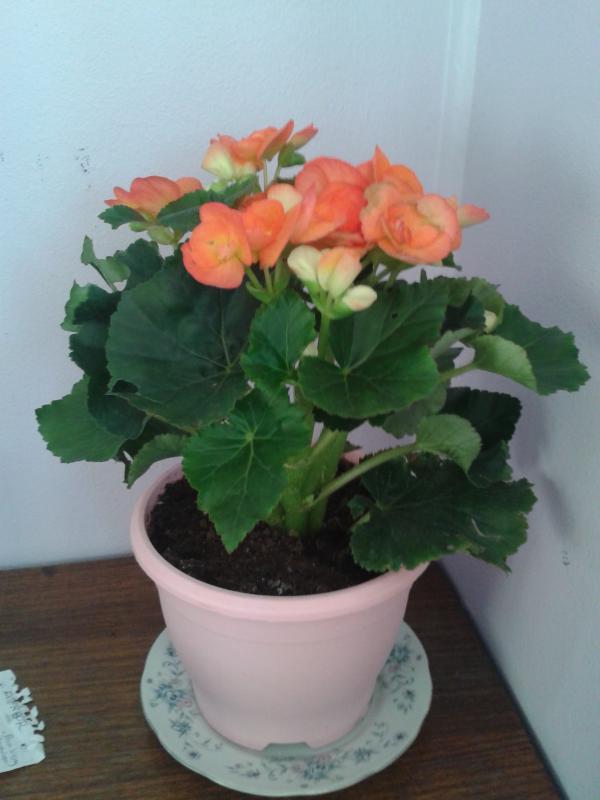 Begonia Solenia