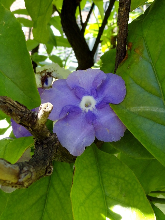 Jazmín Paraguayo (Brunfelsia Australis Benth.)