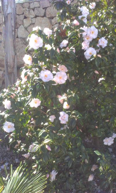 Foto de camelia de flores blancas, híbrido de Camellia japonica