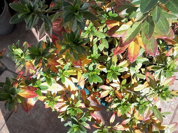 Azaleas con hojas amarillas y rojas