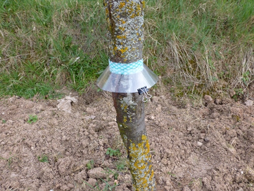 Sistema para que no suban las plagas por troncos y ramas (fotos)